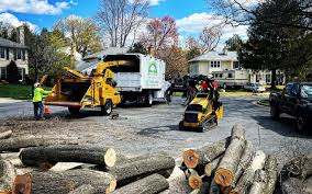 Reliable St Paul, MO Tree Services Solutions