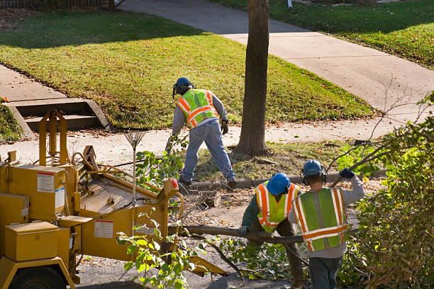 Tree and Shrub Care in St Paul, MO