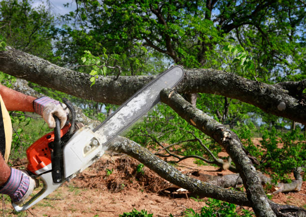 Best Utility Line Clearance  in St Paul, MO